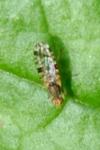 Campiglossa bidentis