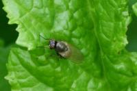 Calliopum