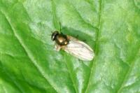 Calliopum