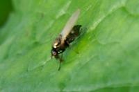 Calliopum