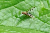 Geomyza tripunctata