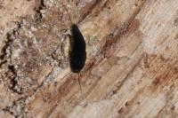 Lepisma saccharina