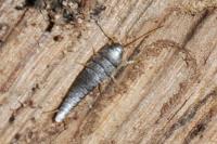 Lepisma saccharina