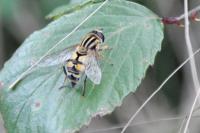 Helophilus
