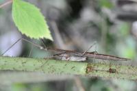 Clonopsis gallica