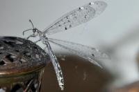 Distoleon tetragrammicus
