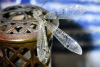 Distoleon tetragrammicus