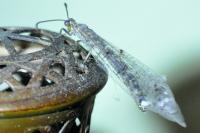Distoleon tetragrammicus