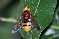 Volucella zonaria