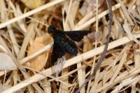 Hemipenthes morio