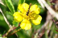 Sphaerophoria scripta