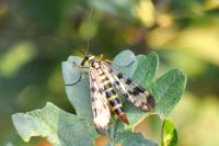 Panorpa vulgaris