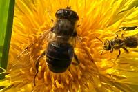 Eristalis