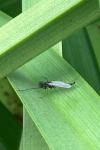 Chironomus