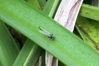 Chironomus