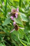 Bombylius major