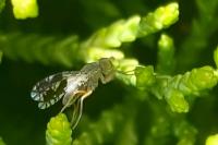 Tephritis divisa