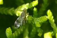 Tephritis divisa
