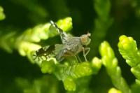 Tephritis divisa