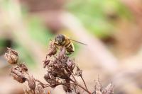 Eristalis pertinax
