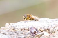 Eristalis pertinax