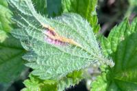 Dasineura urticae