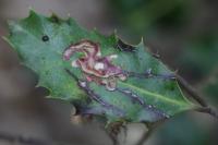 Phytomyza ilicis
