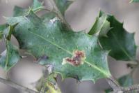 Phytomyza ilicis