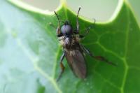 Bibio lanigerus