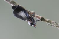 Rhamphomyia marginata