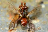 Myopa tessellatipennis