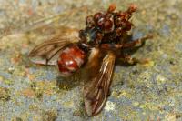 Myopa tessellatipennis