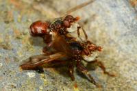 Myopa tessellatipennis