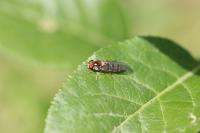 Episyrphus balteatus