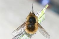 Bombylius venosus