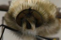 Bombylius venosus