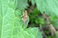 Scathophaga stercoraria