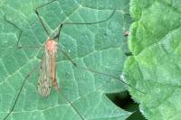 Limonia phragmitidis