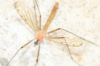 Limonia phragmitidis