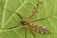 Limonia maculipennis