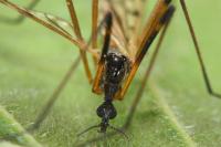 Limonia maculipennis