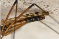 Limonia maculipennis