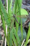 Tipula luna