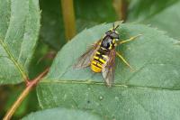 Chrysotoxum cautum