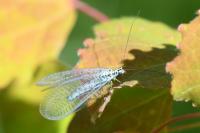 Chrysopa perla