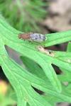 Suillia variegata