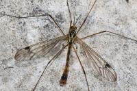 Nephrotoma quadrifaria