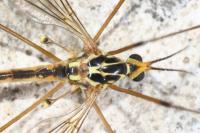 Nephrotoma quadrifaria