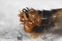 Nephrotoma quadrifaria