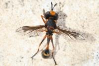 Physocephala vittata